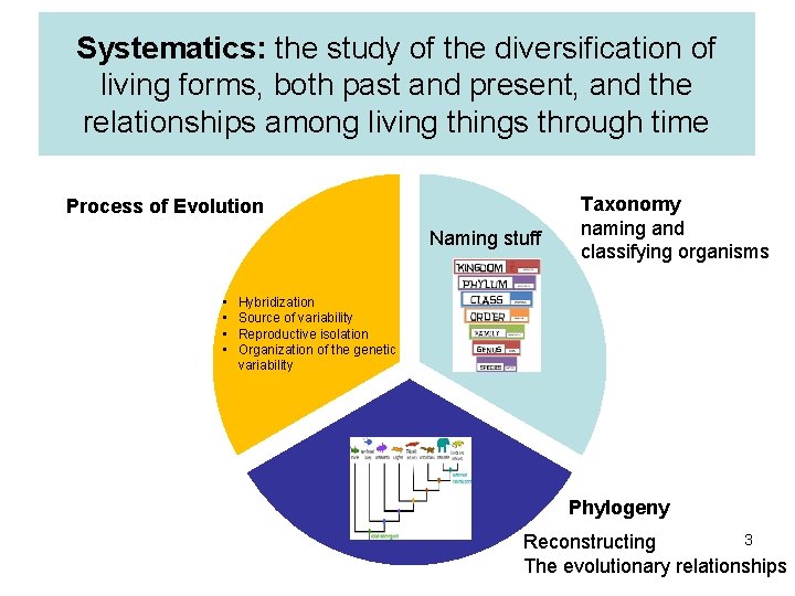 Systematics: the study of the diversification of living forms, both past and present, and