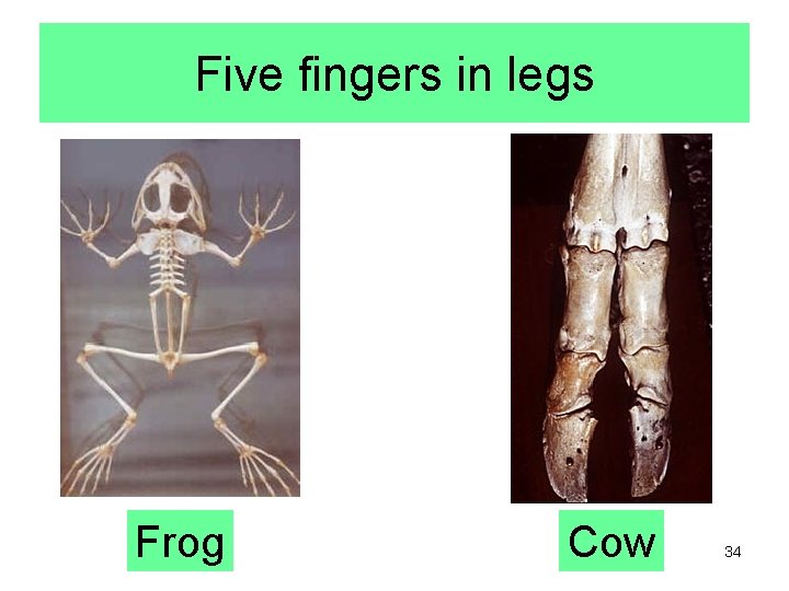 Five fingers in legs Frog Cow 34 