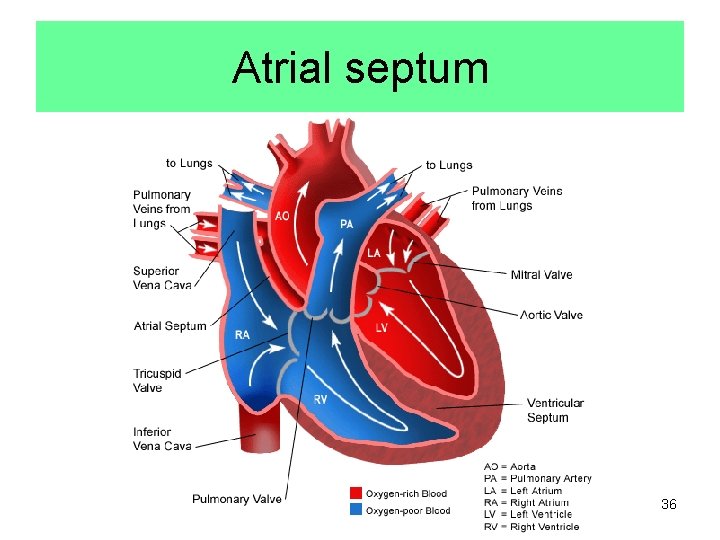 Atrial septum 36 