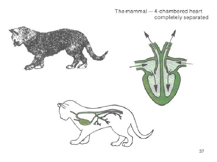 Heart vertebrate Frog Cow 37 