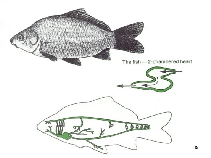 Heart vertebrate 39 