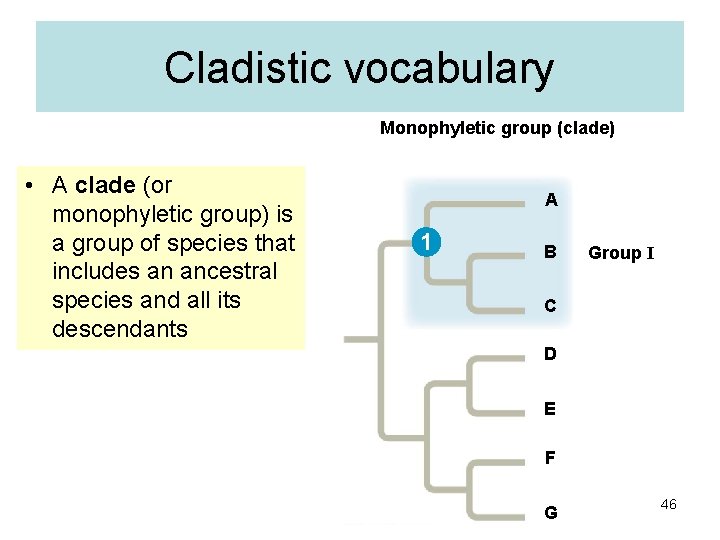 Cladistic vocabulary Monophyletic group (clade) • A clade (or monophyletic group) is a group