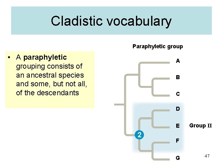 Cladistic vocabulary Paraphyletic group • A paraphyletic grouping consists of an ancestral species and