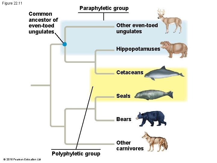 Figure 22. 11 Common ancestor of even-toed ungulates Paraphyletic group Other even-toed ungulates Hippopotamuses