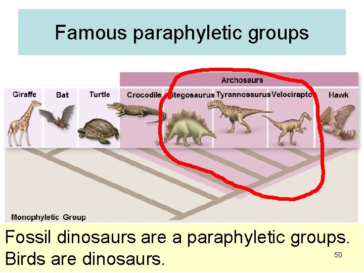 Famous paraphyletic groups Fossil dinosaurs are a paraphyletic groups. Birds are dinosaurs. 50 