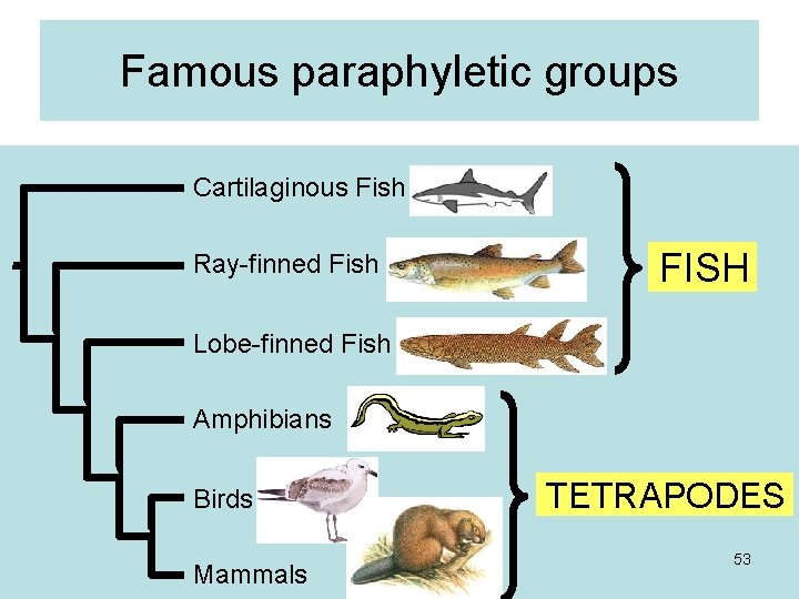 Famous paraphyletic groups Cartilaginous Fish Ray-finned Fish FISH Lobe-finned Fish Amphibians Birds Mammals TETRAPODES