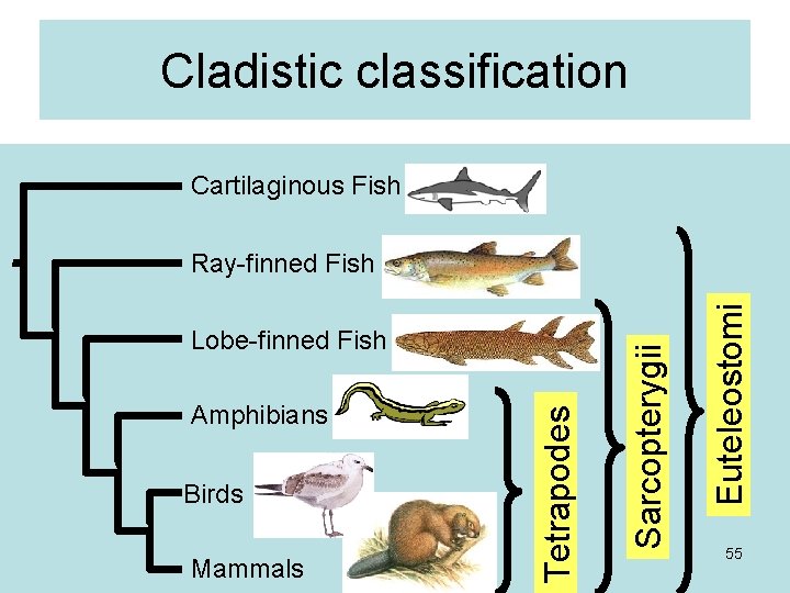 Cladistic classification Cartilaginous Fish Birds Mammals Euteleostomi Amphibians Tetrapodes Lobe-finned Fish Sarcopterygii Ray-finned Fish