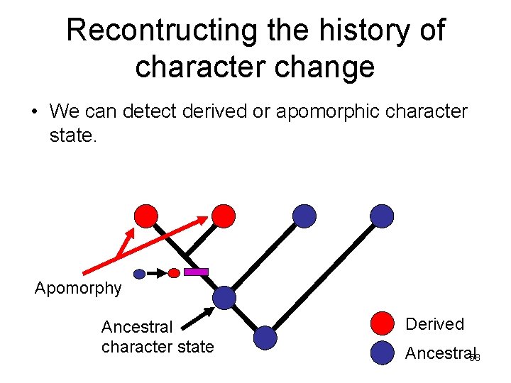 Recontructing the history of character change • We can detect derived or apomorphic character