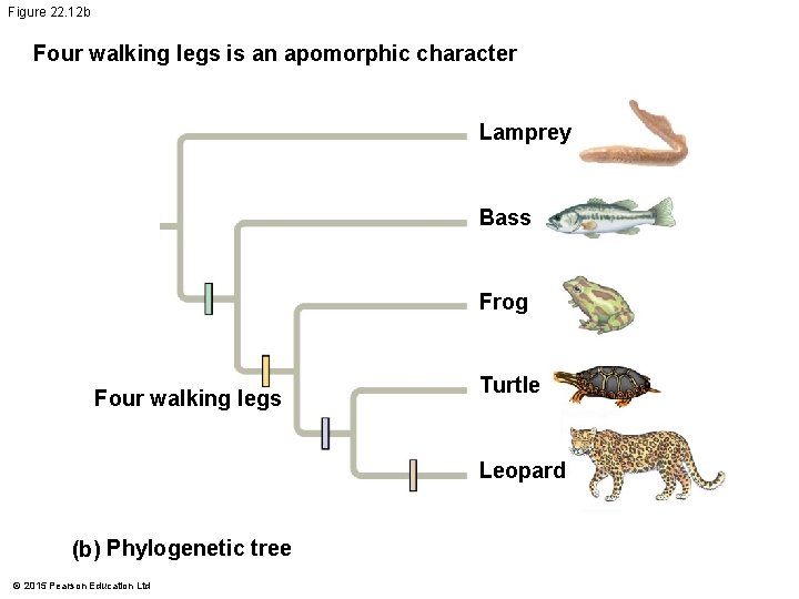 Figure 22. 12 b Four walking legs is an apomorphic character Lamprey Bass Frog