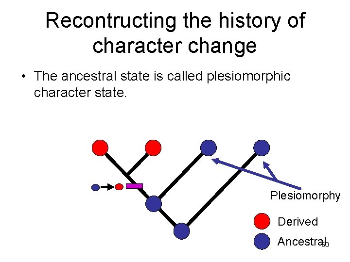 Recontructing the history of character change • The ancestral state is called plesiomorphic character