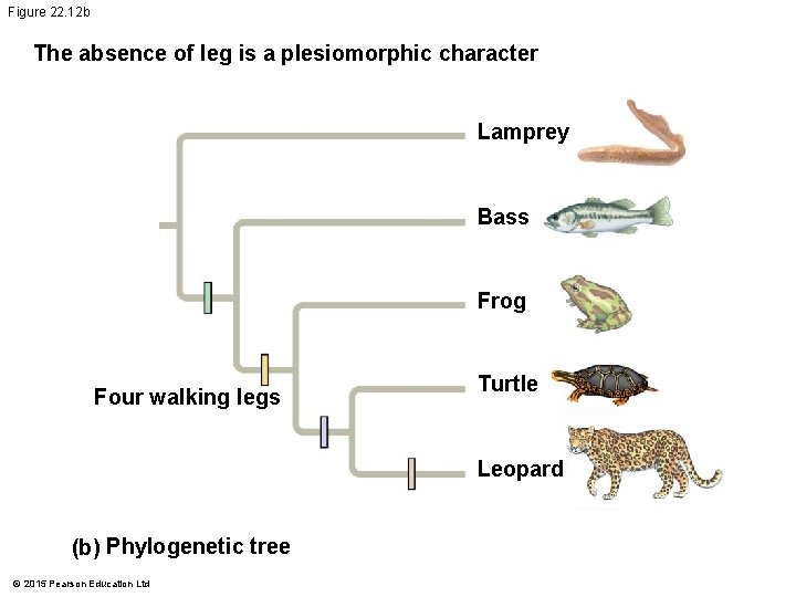 Figure 22. 12 b The absence of leg is a plesiomorphic character Lamprey Bass