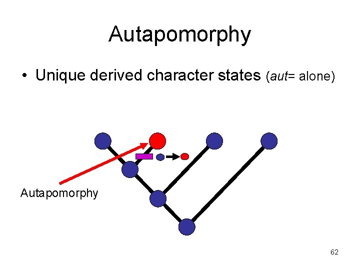 Autapomorphy • Unique derived character states (aut= alone) Autapomorphy 62 