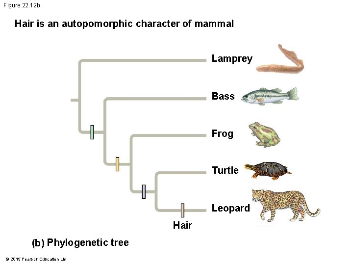 Figure 22. 12 b Hair is an autopomorphic character of mammal Lamprey Bass Frog