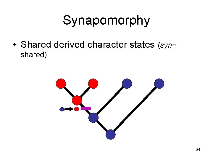 Synapomorphy • Shared derived character states (syn= shared) 64 