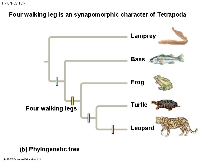 Figure 22. 12 b Four walking leg is an synapomorphic character of Tetrapoda Lamprey