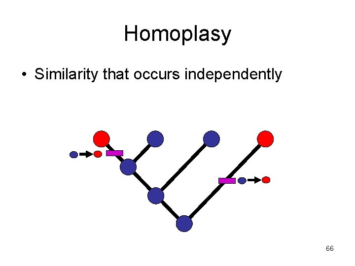 Homoplasy • Similarity that occurs independently 66 