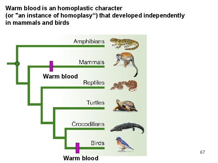 Warm blood is an homoplastic character (or "an instance of homoplasy“) that developed independently