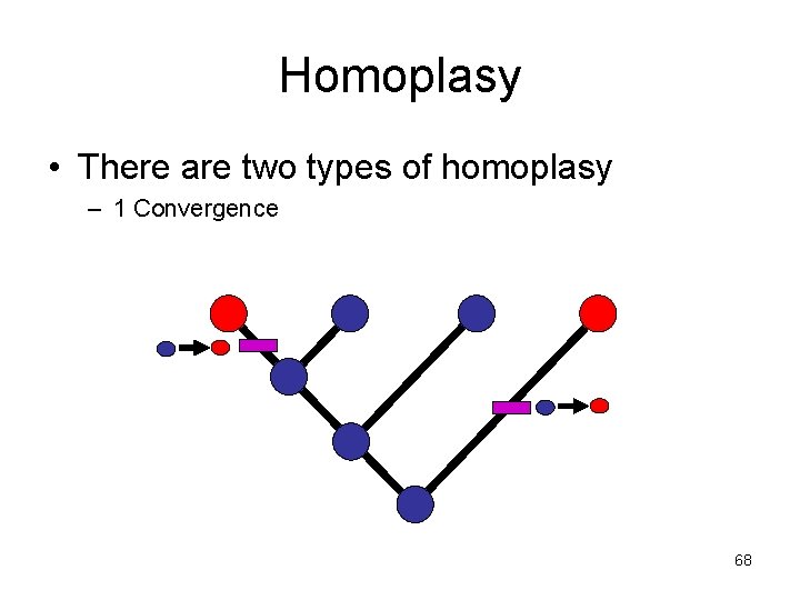 Homoplasy • There are two types of homoplasy – 1 Convergence 68 