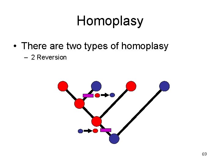 Homoplasy • There are two types of homoplasy – 2 Reversion 69 