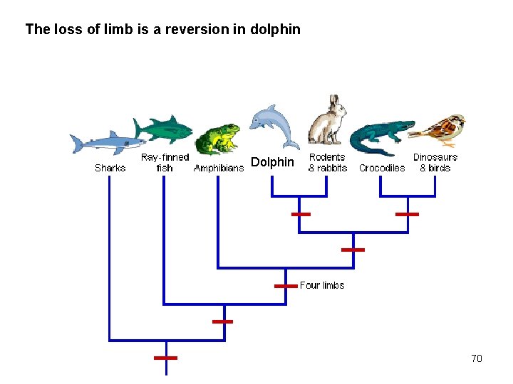 The loss of limb is a reversion in dolphin Dolphin 70 