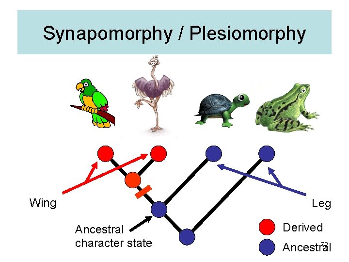 Synapomorphy / Plesiomorphy Wing Leg Ancestral character state Derived 72 Ancestral 