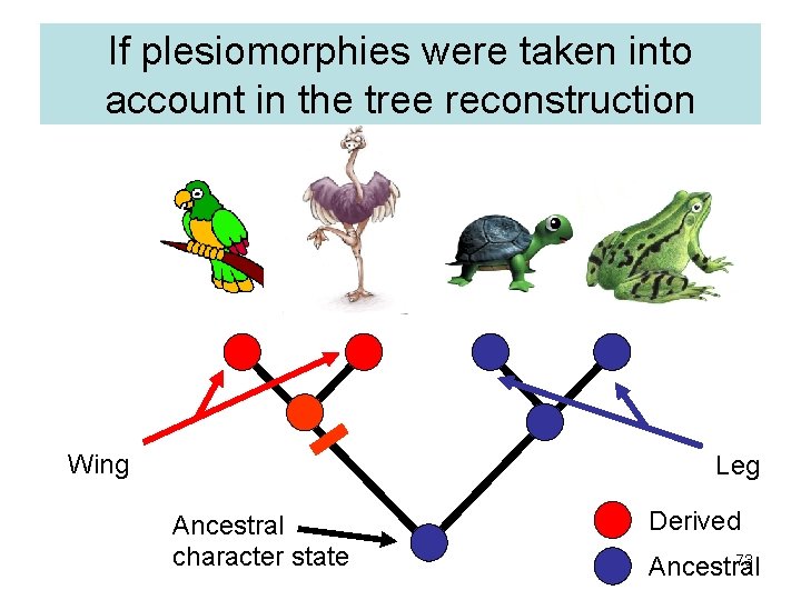 If plesiomorphies were taken into account in the tree reconstruction Wing Leg Ancestral character