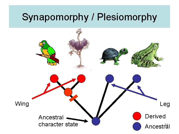 Synapomorphy / Plesiomorphy Wing Leg Ancestral character state Derived 74 Ancestral 