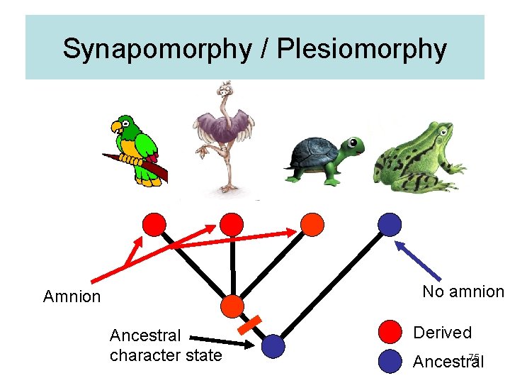 Synapomorphy / Plesiomorphy No amnion Ancestral character state Derived 75 Ancestral 