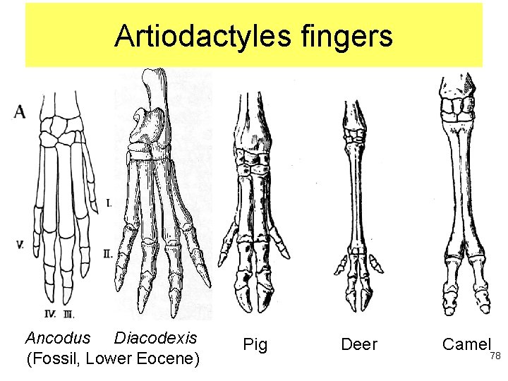 Artiodactyles fingers Ancodus Diacodexis (Fossil, Lower Eocene) Pig Deer Camel 78 