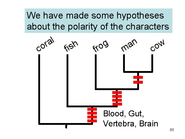 We have made some hypotheses about the polarity of the characters l a n