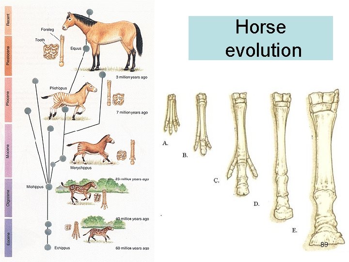 Horse evolution 89 