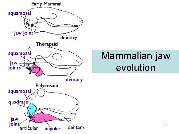 Mammalian jaw evolution 90 