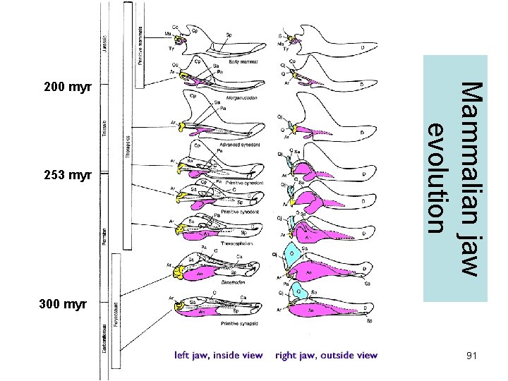 253 myr Mammalian jaw evolution 200 myr 300 myr 91 