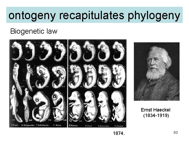 ontogeny recapitulates phylogeny Biogenetic law Ernst Haeckel (1834 -1919) 1874. 93 