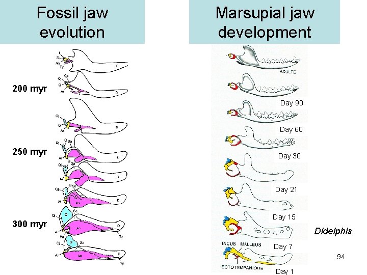 Fossil jaw evolution Marsupial jaw development 200 myr Day 90 Day 60 250 myr