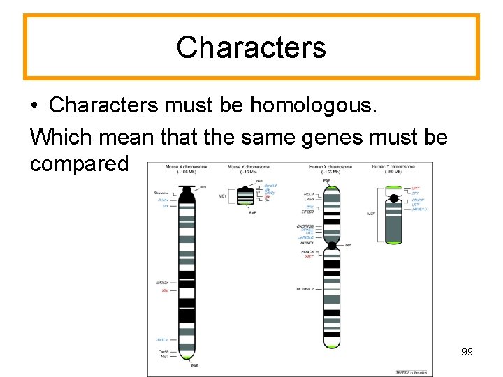 Characters • Characters must be homologous. Which mean that the same genes must be