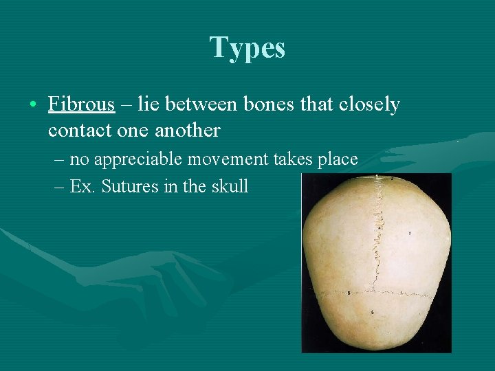 Types • Fibrous – lie between bones that closely contact one another – no