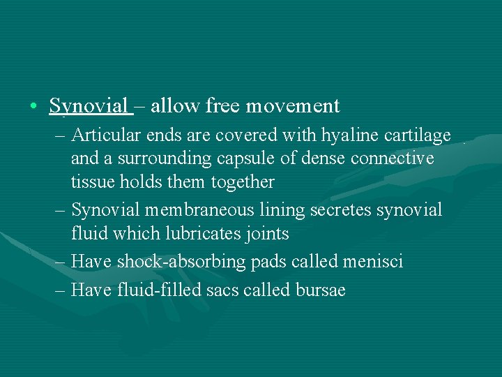  • Synovial – allow free movement – Articular ends are covered with hyaline