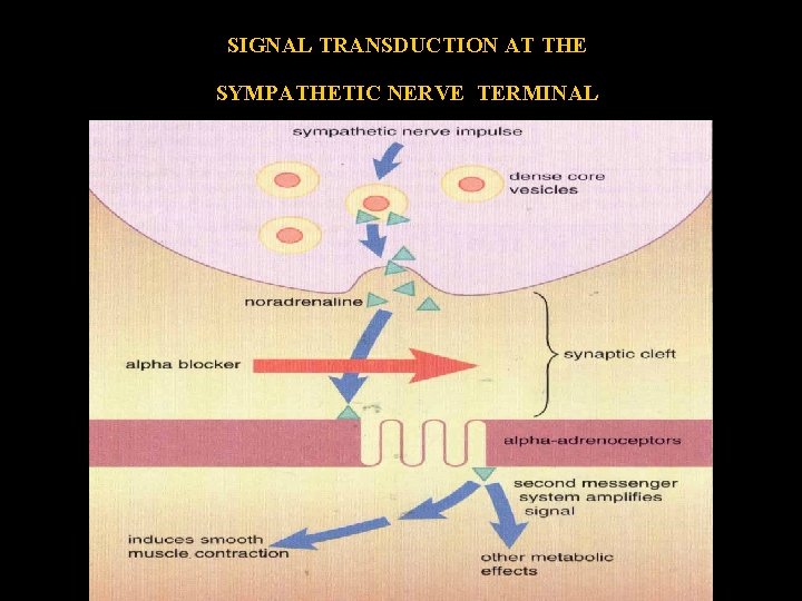 SIGNAL TRANSDUCTION AT THE SYMPATHETIC NERVE TERMINAL 