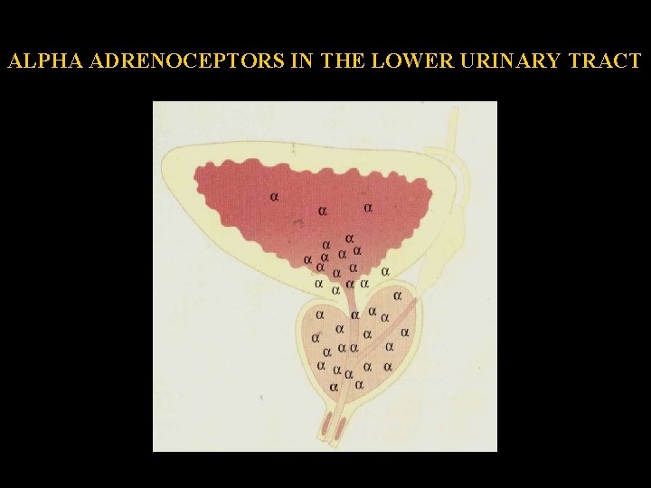 ALPHA ADRENOCEPTORS IN THE LOWER URINARY TRACT 