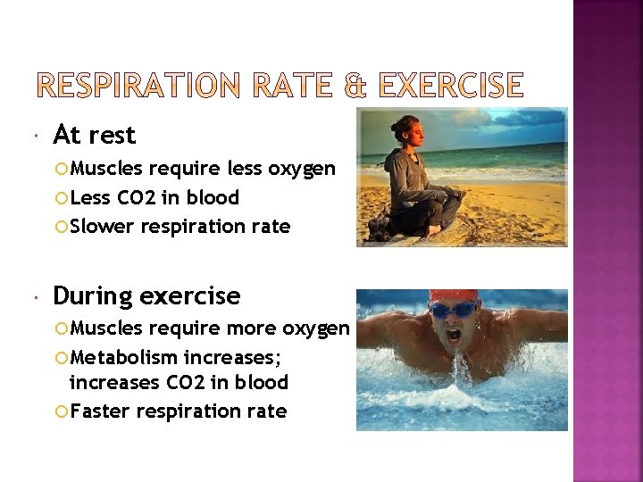  At rest Muscles require less oxygen Less CO 2 in blood Slower respiration