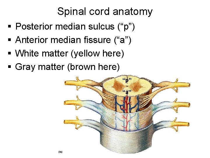Spinal cord anatomy § § Posterior median sulcus (“p”) Anterior median fissure (“a”) White