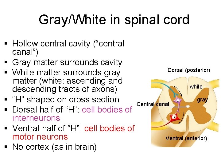 Gray/White in spinal cord § Hollow central cavity (“central canal”) § Gray matter surrounds