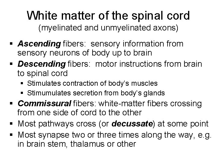 White matter of the spinal cord (myelinated and unmyelinated axons) § Ascending fibers: sensory