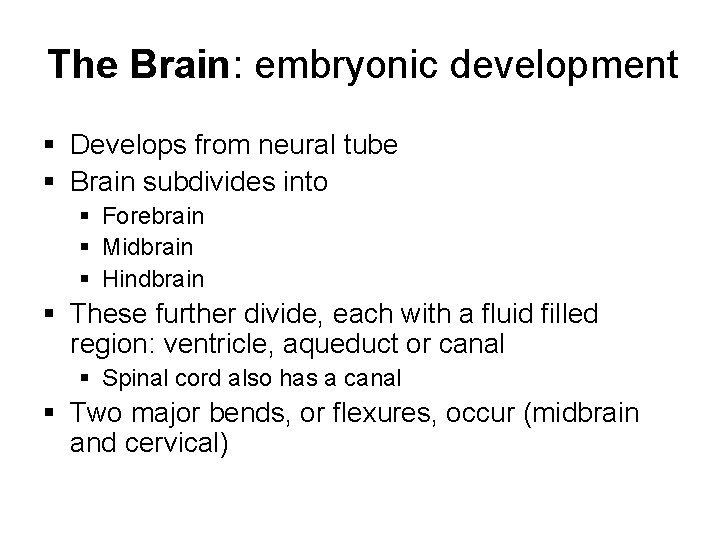 The Brain: embryonic development § Develops from neural tube § Brain subdivides into §