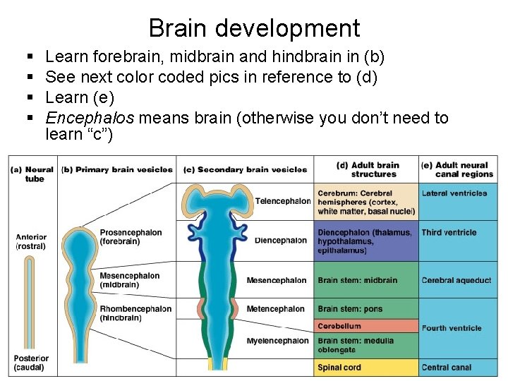 Brain development § § Learn forebrain, midbrain and hindbrain in (b) See next color