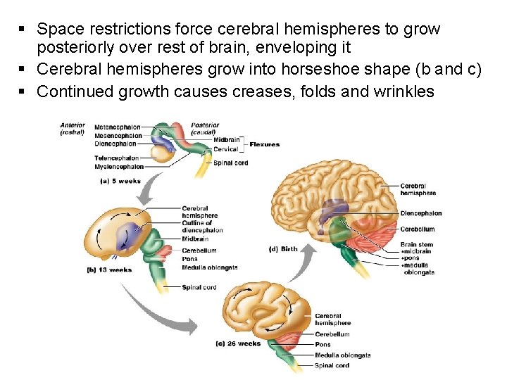 § Space restrictions force cerebral hemispheres to grow posteriorly over rest of brain, enveloping