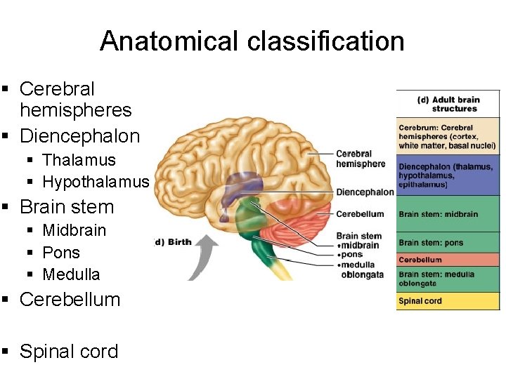 Anatomical classification § Cerebral hemispheres § Diencephalon § Thalamus § Hypothalamus § Brain stem