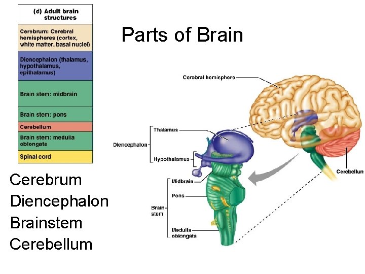 Parts of Brain Cerebrum Diencephalon Brainstem Cerebellum 