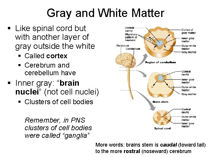 Gray and White Matter § Like spinal cord but with another layer of gray